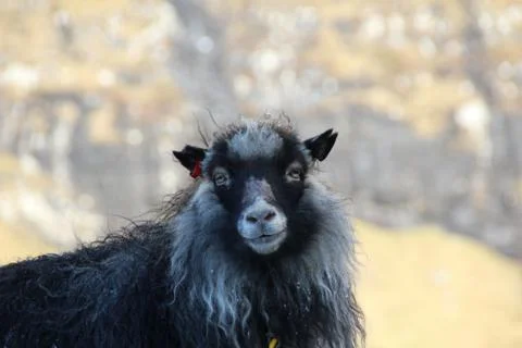 Sheep in the wilderness Stock Photos