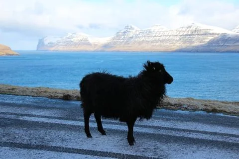 Sheep in the wilderness Stock Photos