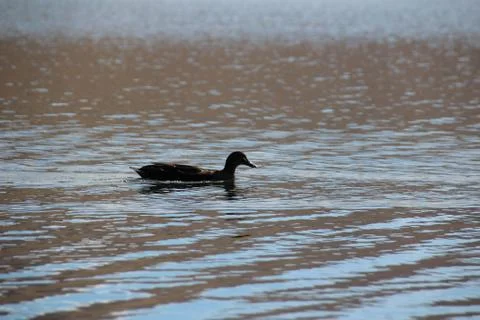 Sheep in the wilderness Stock Photos