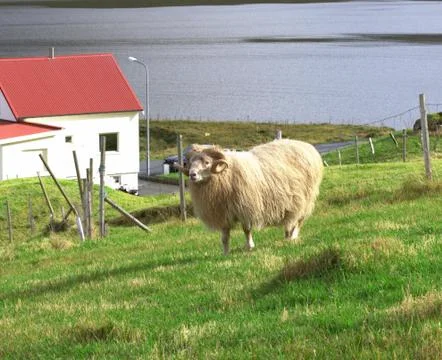 Sheep in the wilderness Stock Photos