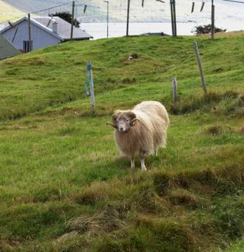 Sheep in the wilderness Stock Photos