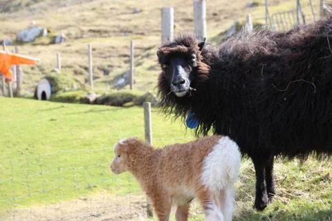 Sheep in the wilderness Stock Photos