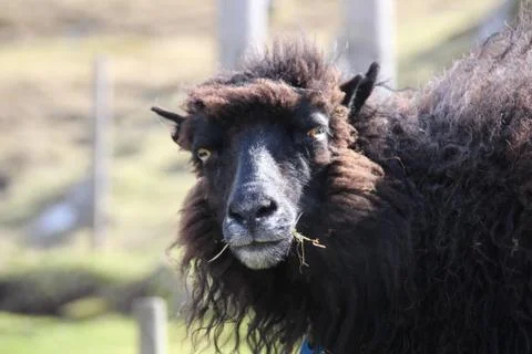 Sheep in the wilderness Stock Photos