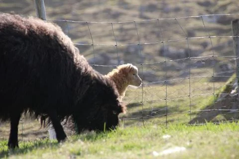 Sheep in the wilderness Stock Photos