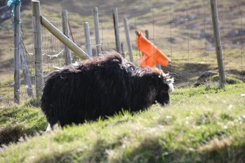 Sheep in the wilderness Stock Photos