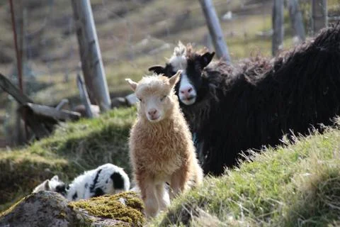 Sheep in the wilderness Stock Photos