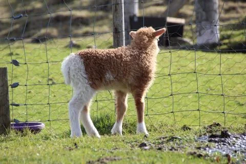 Sheep in the wilderness Stock Photos