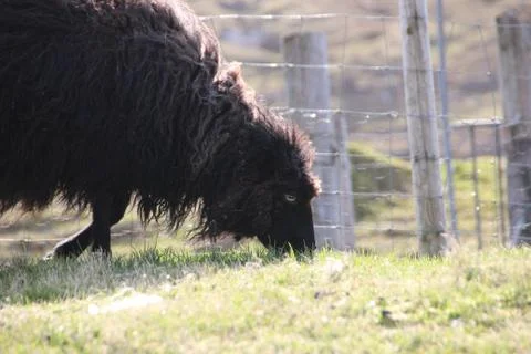 Sheep in the wilderness Stock Photos