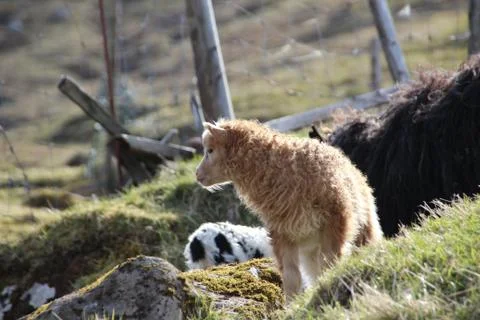 Sheep in the wilderness Stock Photos