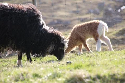 Sheep in the wilderness Stock Photos