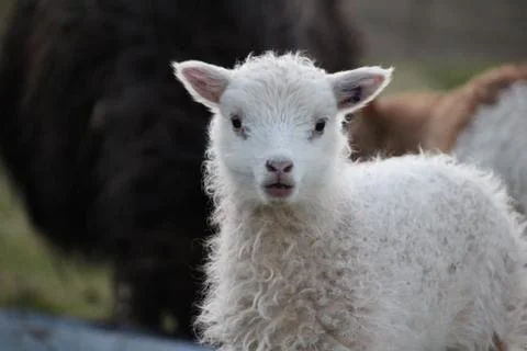 Sheep in the wilderness Stock Photos