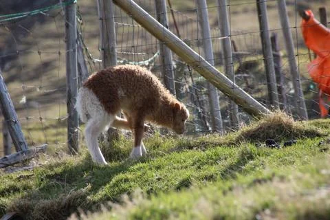 Sheep in the wilderness Stock Photos