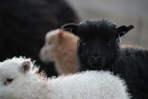 Sheep in the wilderness Stock Photos
