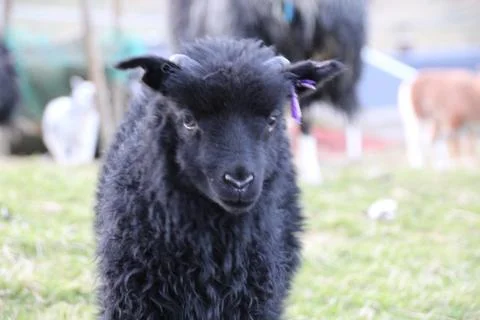 Sheep in the wilderness Stock Photos