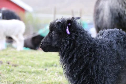 Sheep in the wilderness Stock Photos