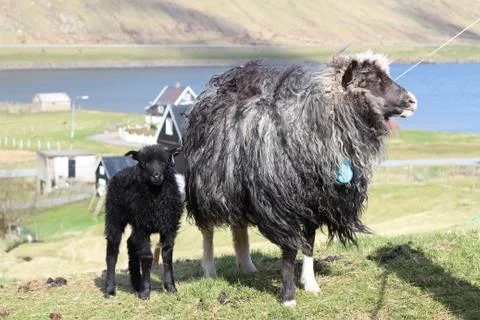 Sheep in the wilderness Stock Photos
