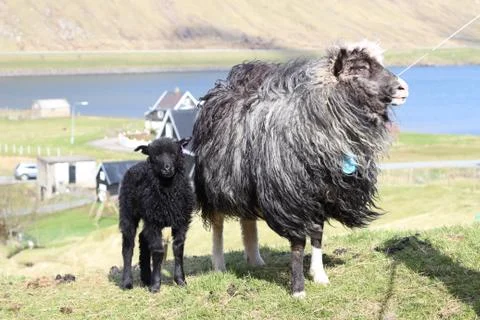 Sheep in the wilderness Stock Photos