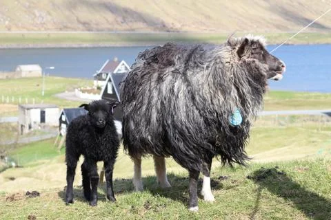 Sheep in the wilderness Stock Photos