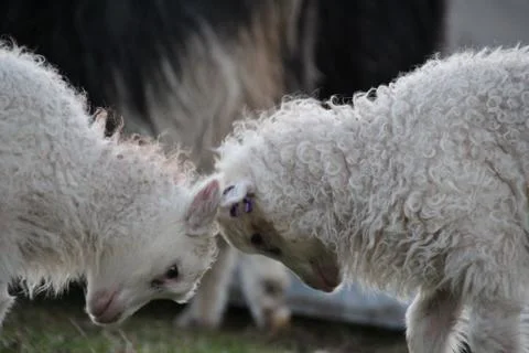 Sheep in the wilderness Stock Photos