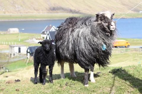 Sheep in the wilderness Stock Photos
