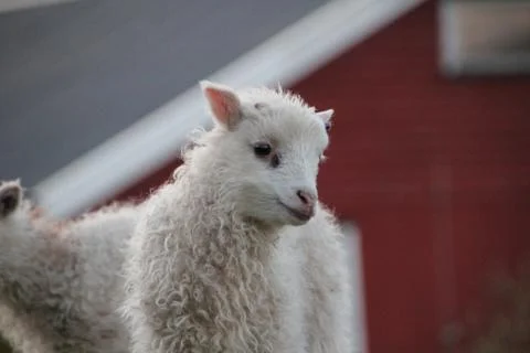 Sheep in the wilderness Stock Photos