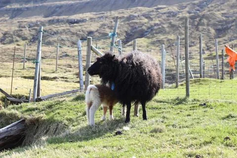 Sheep in the wilderness Stock Photos