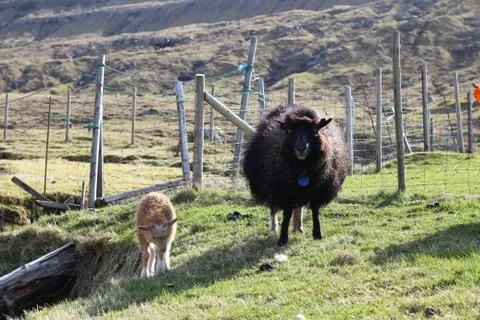 Sheep in the wilderness Stock Photos