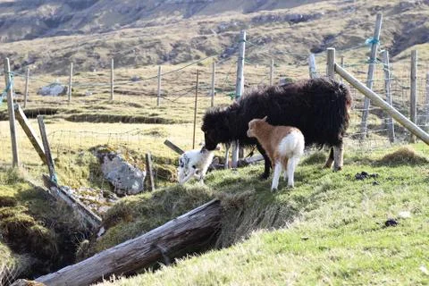 Sheep in the wilderness Stock Photos