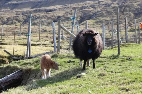 Sheep in the wilderness Stock Photos
