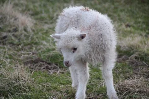 Sheep in the wilderness Stock Photos