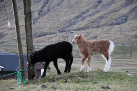 Sheep in the wilderness Stock Photos