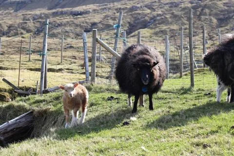 Sheep in the wilderness Stock Photos
