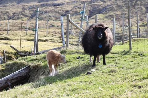 Sheep in the wilderness Stock Photos