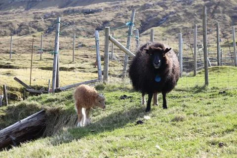 Sheep in the wilderness Stock Photos