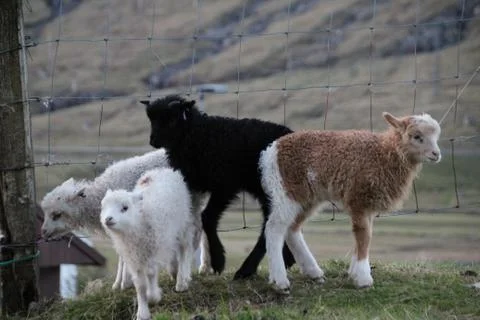 Sheep in the wilderness Stock Photos