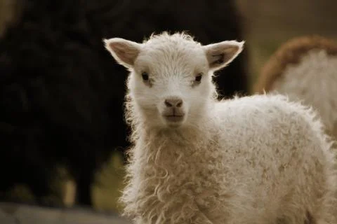 Sheep in the wilderness Stock Photos