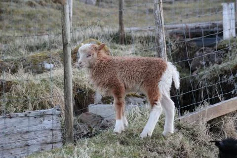 Sheep in the wilderness Stock Photos
