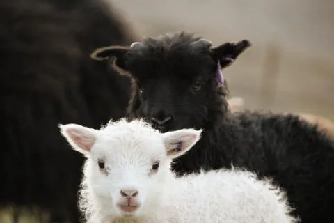 Sheep in the wilderness Stock Photos