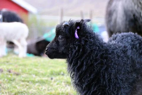 Sheep in the wilderness Stock Photos
