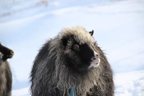 Sheep in the wilderness Foto stock