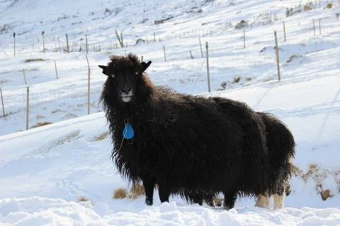 Sheep in the wilderness Foto stock