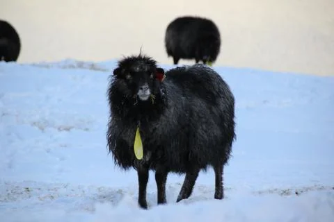 Sheep in the wilderness Stock Photos