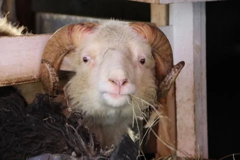 Sheep in the wilderness Stock Photos