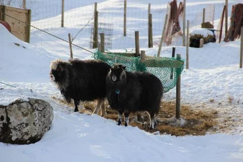 Sheep in the wilderness Stock Photos