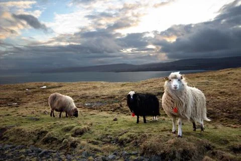 Sheep in the wilderness Stock Photos