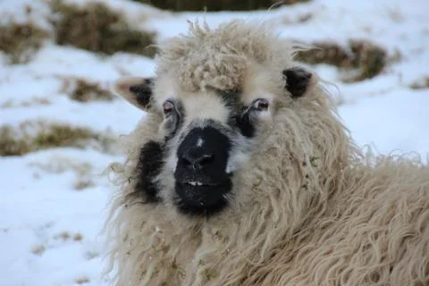 Sheep in the wilderness Stock Photos