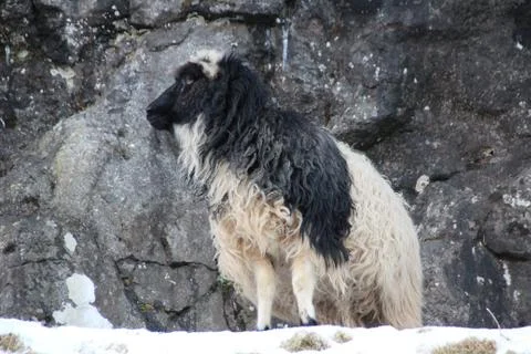 Sheep in the wilderness Stock Photos