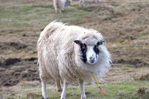 Sheep in the wilderness Stock Photos