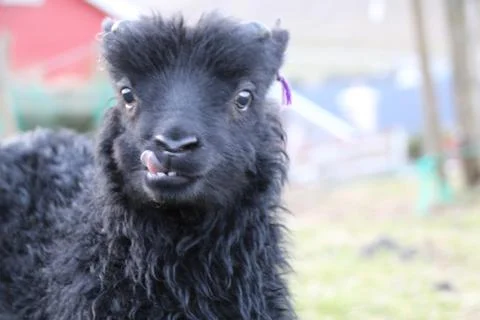 Sheep in the wilderness Stock Photos