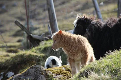 Sheep in the wilderness Stock Photos